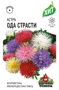 Астра Ода страсти, игольчатая смесь  купить