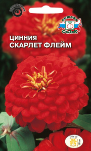 Цинния Скарлет Флейм купить
