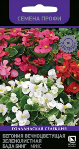 Бегония Бада Бинг Смесь окрасок, вечноцв.я зеленолист. купить