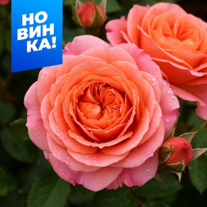 Роза Мами Дитьер купить