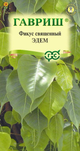 Фикус священный Эдем  купить