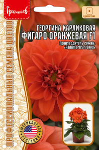 Георгина Фигаро Оранжевая F1 карликовая купить