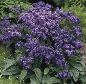 Гелиотроп древовидный Марине (фиолетовый) 1шт С1 гш022 купить