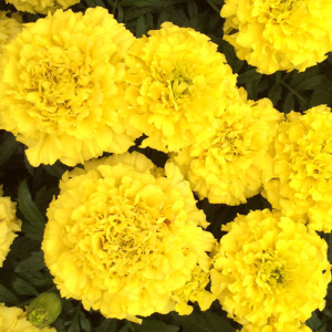 Тагетес прямостоячий Тайшан Йеллоу (светло-желтый) 1шт Т285/35 купить