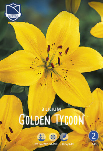 Лилия азиатская Golden Tycoon /3шт купить