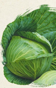 Капуста Элиза F1 ранняя (Саката) ПРОФ купить