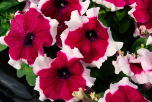 Петуния крупноцв. компактная Лимбо GP Бургунди Пикоти (бургунди с каймой) 1шт П392/54 купить