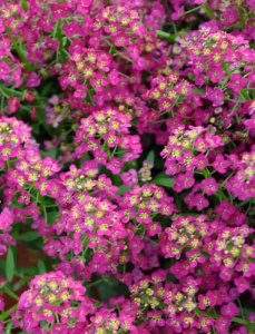 Аллисум Исте Боннет Дип Пинк (розовый)) 1шт А201/54 купить