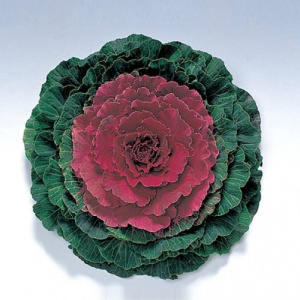 Капуста декоративная Пижон Ред (красная,волнистый лист) 1шт К200/35 купить