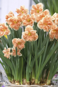 Нарцисс орхидейный "Apricot Whirl" (1х5шт) купить
