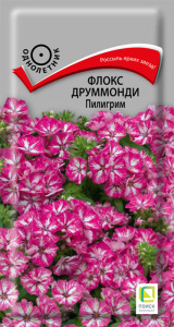 Флокс Пилигрим друммонда купить