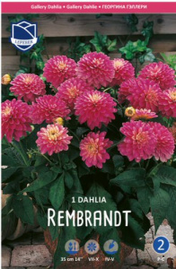 Георгина бордюрная GALLERY Rembrandt /1шт  купить