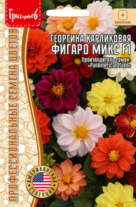 Георгина Фигаро Микс F1 карликовая купить