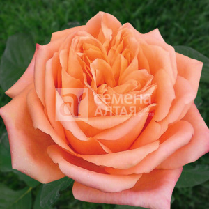 Роза Седукцион купить