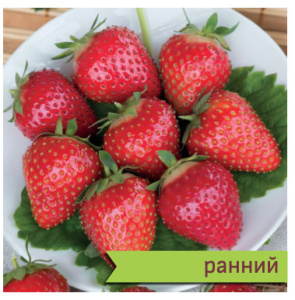Земляника Румба садовая ранняя купить