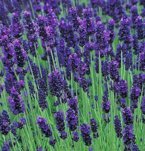 Лаванда Хидкот Блю узколистная ЦК купить