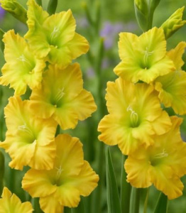 Гладиолус Блитц Фьюжен /10шт купить