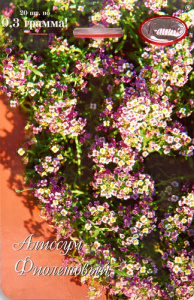 Алиссум Мускат, фиолетовый/1шт купить