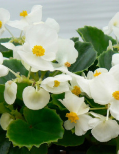 Бегония изящная Амбассадор Уайт (белая, зеленый лист) 1шт Б256/54 купить