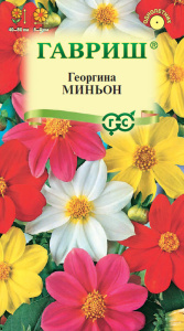 Георгина Миньон, смесь  купить