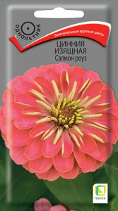 Цинния Салмон роуз изящная купить