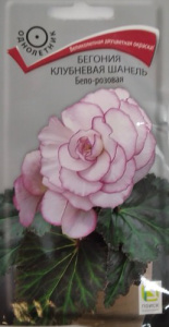Бегония клубневая Шанель  Бело-розовая купить