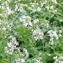 Редька Масличная 1кг/25/40 купить