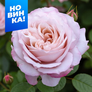 Роза Розенфасцинацион