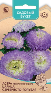 Астра Царица Серебристо-голубая хризантемовидная купить