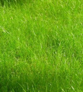 Мятлик луговой "Лимаги" 1кг/20 купить