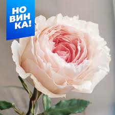 Роза Тсумуги купить