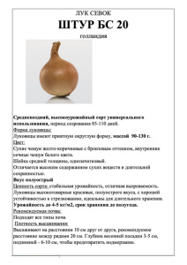 Лук Штур фото А5 купить