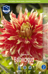 Георгина гигантская Bodacious /1шт купить