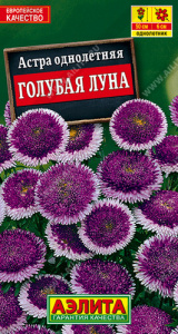 Астра Голубая луна помпонная купить