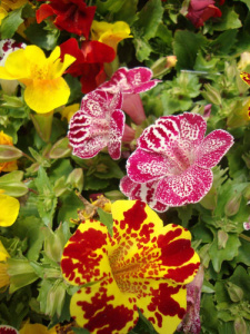 Мимулюс Мистик Микс (смесь) 1шт /d11 купить