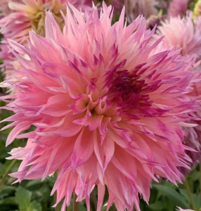 Георгина Ненекази /1шт купить