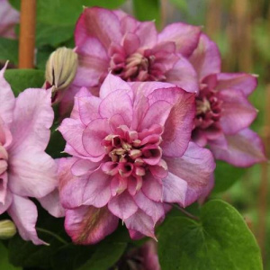 Клематис Инносент Гланс крупноцв.(горшок)/1шт купить