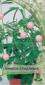 Мимоза Стыдливая купить