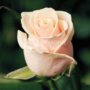 Роза Шпиль де Франс купить