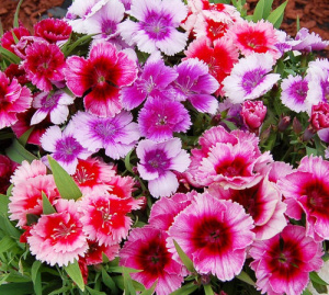 Гвоздика китайская Диана Микс (смесь) 1шт Г210/24 купить