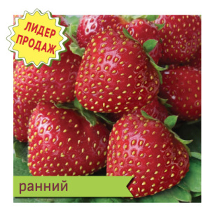 Земляника Кент садовая  купить