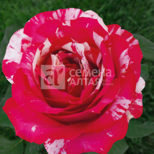 Роза Папагено купить