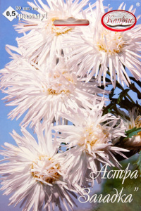 Астра Загадка/1шт купить