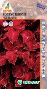 Колеус Блюме Ред Вельвет  купить