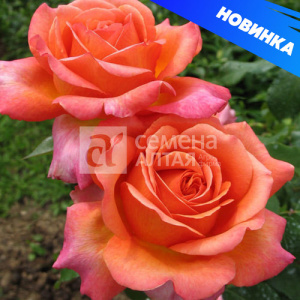 Роза Рене Госсини купить