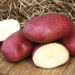 Картофель семенной Маяк/10 купить