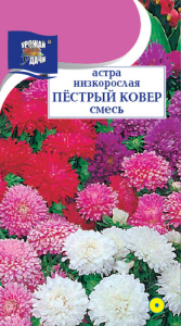 Астра Ковер Пестрый Смесь низкорослая купить