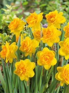 Нарцисс Дабл Санрайз /5шт купить