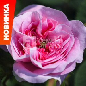 Роза Кёниген фон Денмарк купить