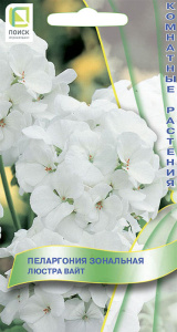 Пеларгония зональная Люстра Вайт купить